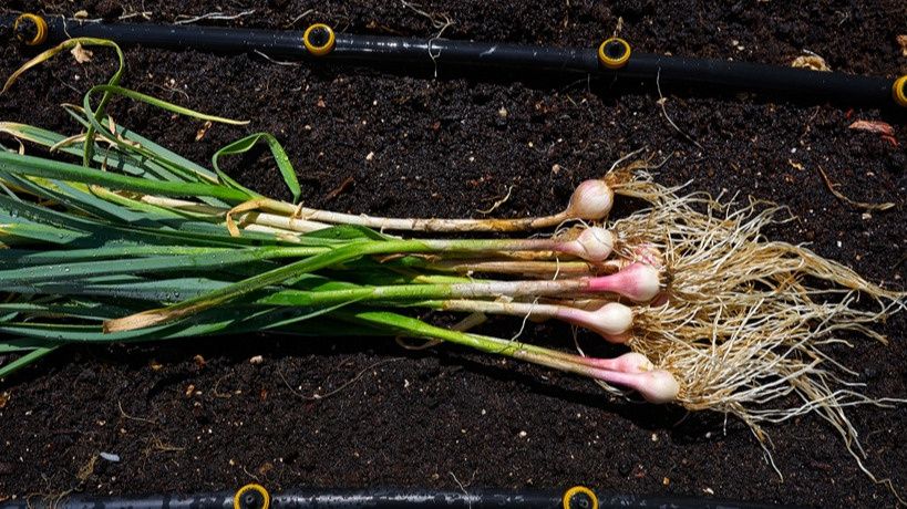 ����������� ������ ��������� ��� ������� �������