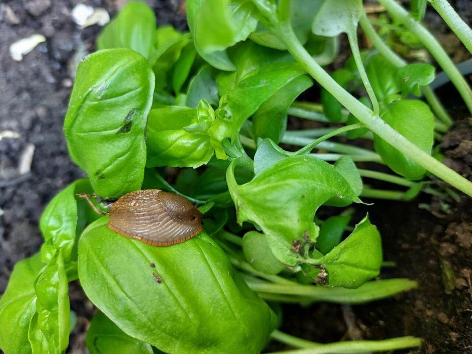 ������ ������� �������: ��� �������� ���� �������� �� ������ ����������