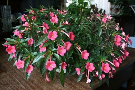 ��������: ������� �������� � ����� ����