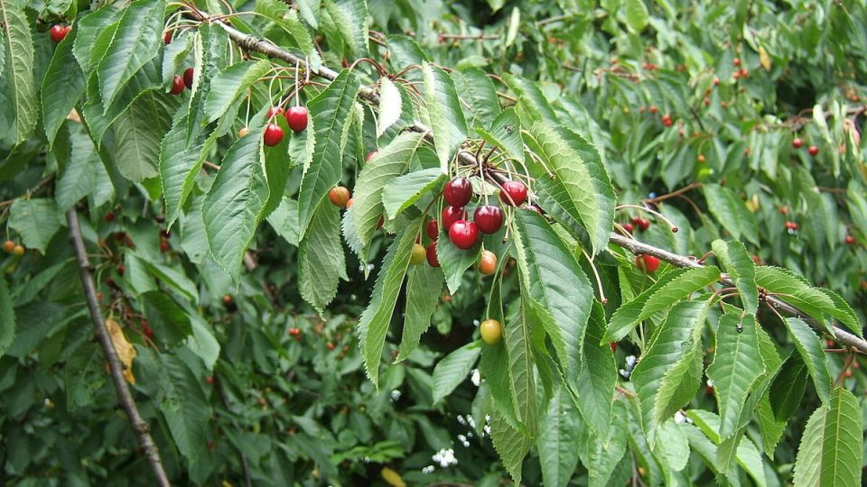 ����� ���������� ����� ��� �����