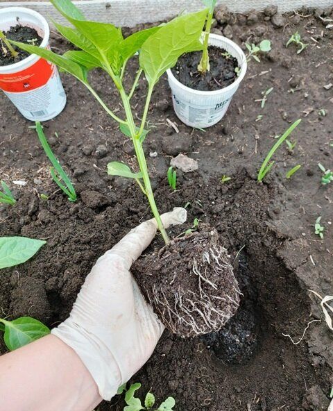 ����� ���������� ����� � ��� ��� ������������