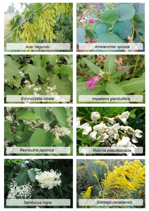 ��� ���������� ���� �������� ����������� ����� ���������� � �������� �����������