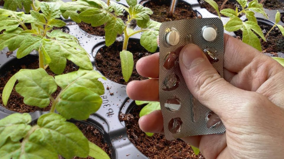 ��� ������� �������� �� 20 ������ �������� �������� �������: ������� �� �������