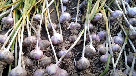 ��� ������ �� ������ ����� �������: ��� ���������� ��������