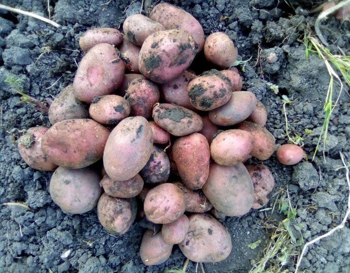 ��� �������� ���� �������� ���������: ������� ������� ��� ��������