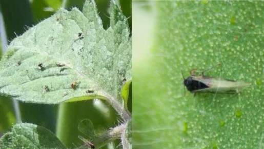 ��� �������� ���������� �� ����� � �������: ��������� � ������