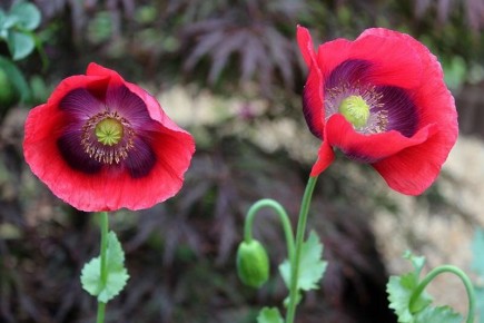 ��������� �������� ��� ������ ����: ��� ����� �����