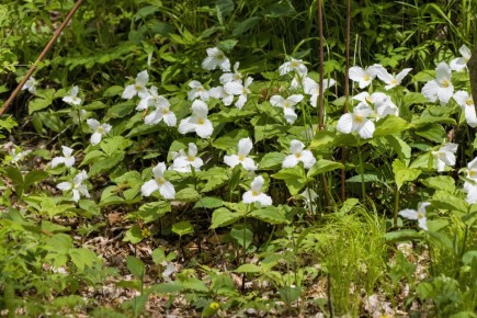 ���������: ��� ������� ������� ������� � ����