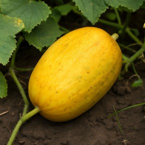 ������� ��������� ����� ����� �������