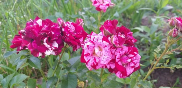 ������� ��������� ����� �� ������: ��� �������� ������ ����������� � �������� ��������