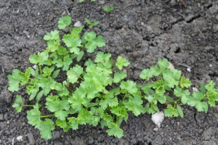 ������� ���������� ����� �������� � ���� �� ����������