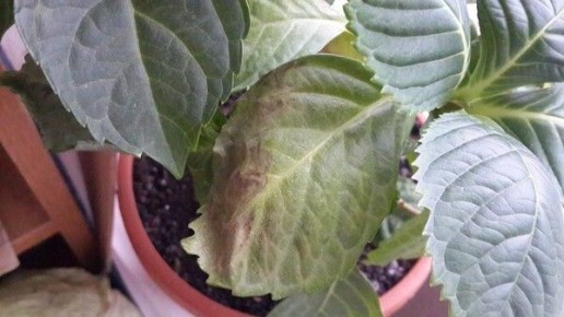 ������� �������� ���������: ����� ��� �������?