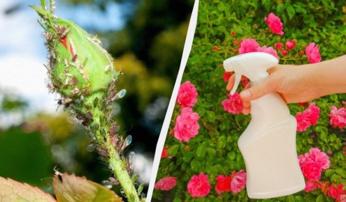 ��� �������� ���� �� ���: ����������� ������� � ������