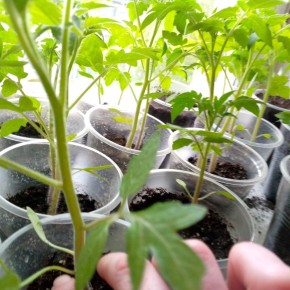 ������ � ����: ��� ���������� �������� � ������� �������� ��������