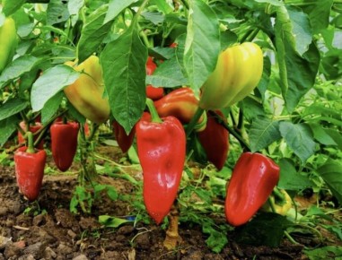 ����������� ������������ ��������� ��� ������ � ����������