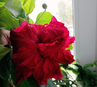 ��� ��������� ��������: ������� ����� �� ����������� �����������