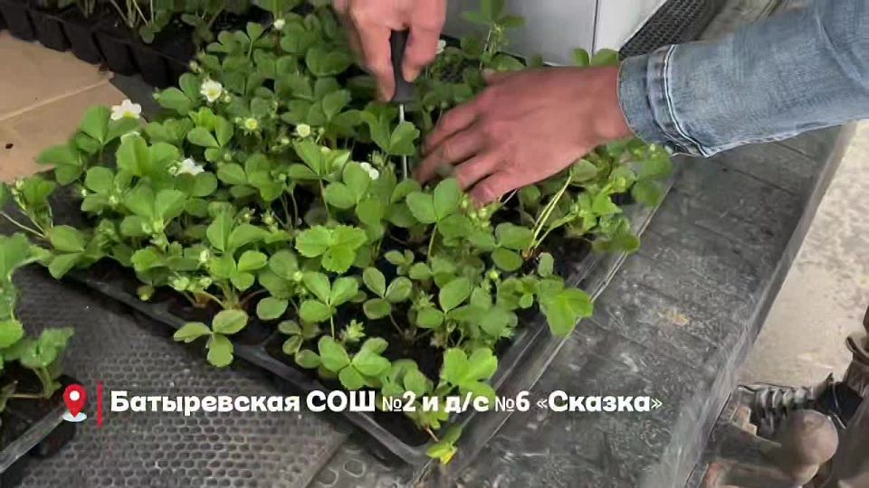Более 100 ребят из Чувашии объединил новый проект, направленный на воспитание нового поколения аграриев