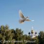 Всех православных поздравляем с Днем Святой Троицы!