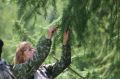 В Чувашии лесовосстановление охватило 750 гектаров