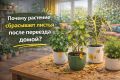 Как помочь растению адаптироваться после переезда