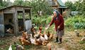 Разведение кур и кроликов на даче: что нужно знать?