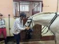 Новочебоксарцев приглашают поближе познакомиться с миром конного спорта
