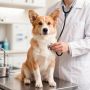 В Чебоксарах началась бесплатная вакцинация собак и кошек от бешенства