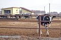 Чувашия — вторая в ПФО по росту сельхозпроизводства