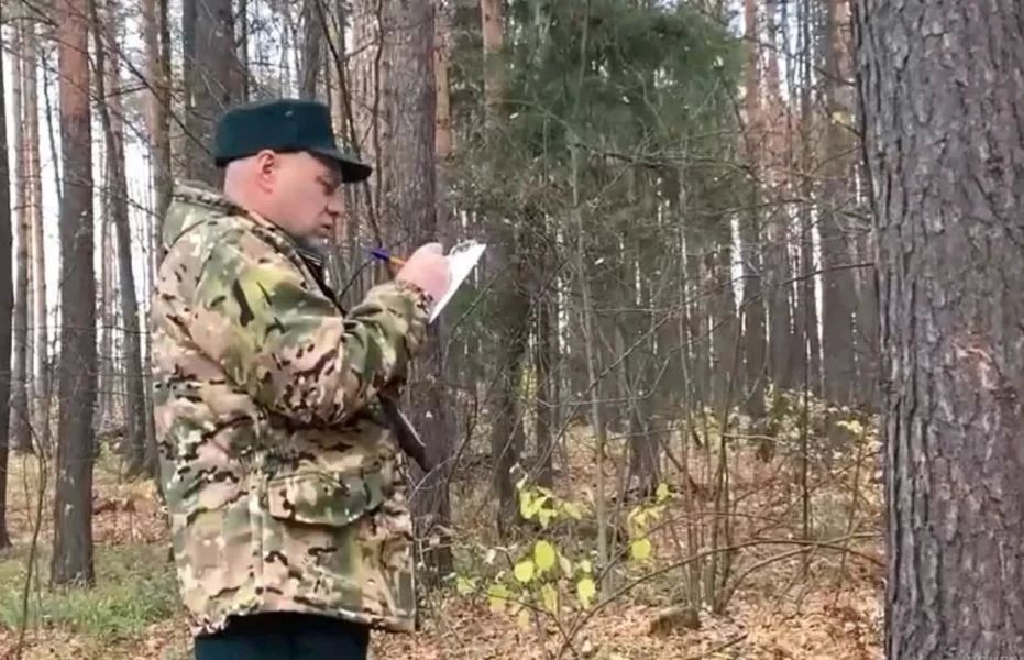 В Чувашии определят лучшего лесного инспектора
