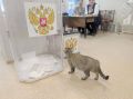Пушистый помощник на избирательном участке