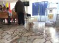 В Чувашии на избирательные участки приходят голосовать самые ответственные и пушистые избиратели